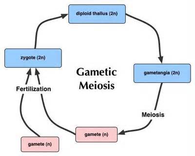 định nghĩa của gametic