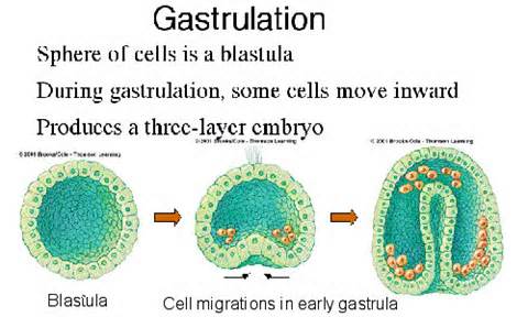 gastrula 定義