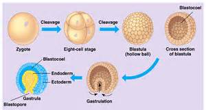 gastrula 定義