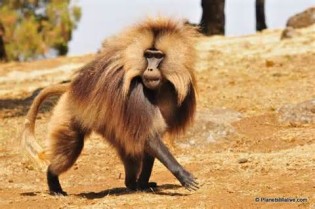 geladas परिभाषा