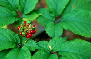 definition av ginseng