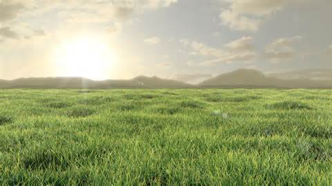 Definice grassy