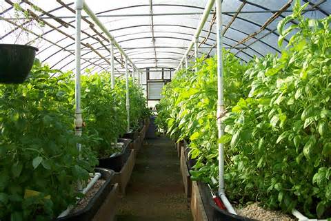greenhouses是什么意思