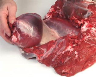 Definitions of gristle