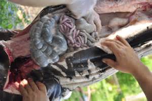 ความหมายของ gutting