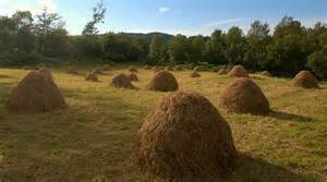Definice haycocks