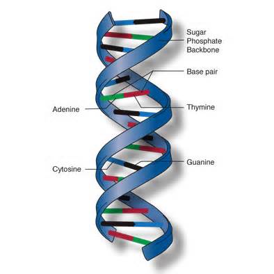 diffiniad o helix