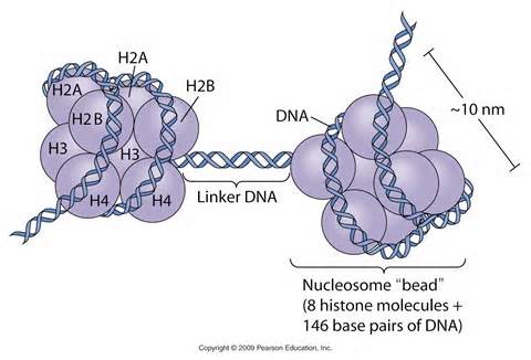 Definizione di histone