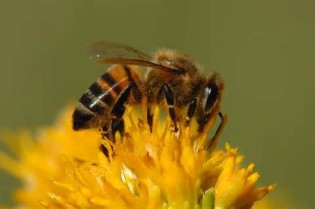 Definice honeybee