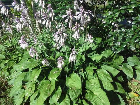 Definizione di hosta