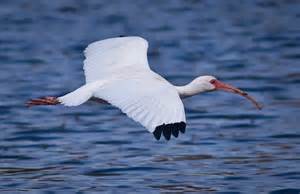 ibis 의 정의