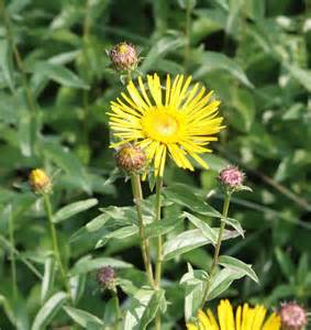 inula 定義