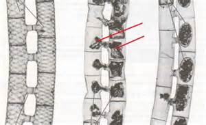 Definizione di isogametes