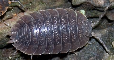 Definitions of isopod