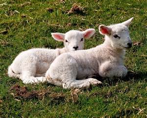 definisyon nan lambing