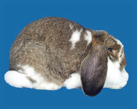 Definitions of lop