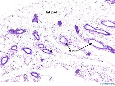 definisyon nan mammary