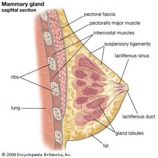 definisyon nan mammary