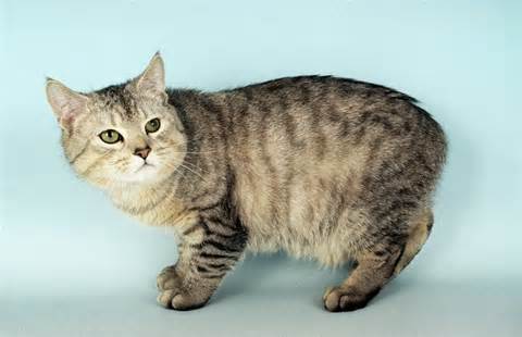 ความหมายของ manx