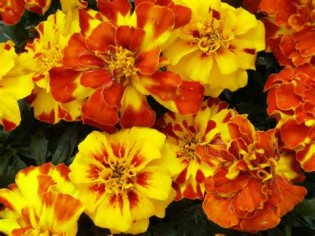 definisyon nan marigold