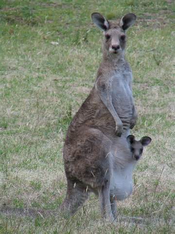 marsupial 定義