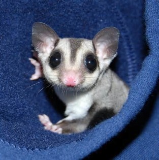 marsupial 定義