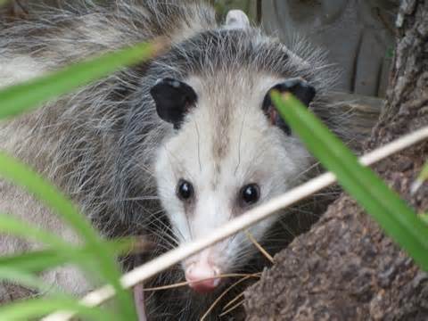 marsupial 定義
