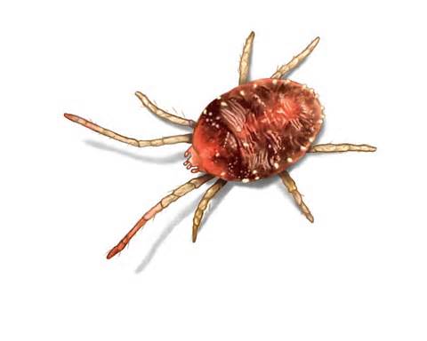 Definice mite