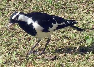 ความหมายของ mudlark