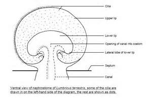 nephrostome परिभाषा