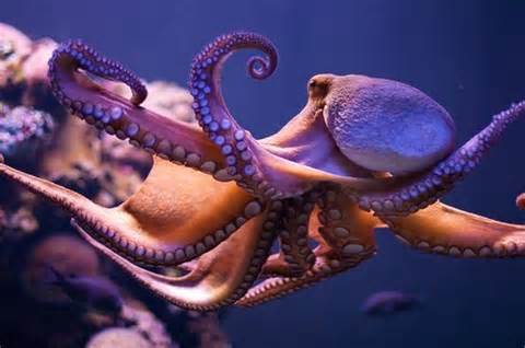 octopodes 定義