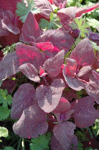 orach の定義