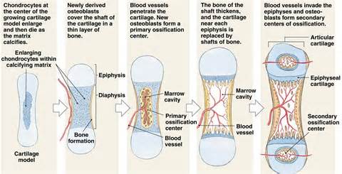 ความหมายของ ossification