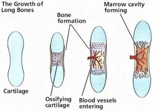 ความหมายของ ossification