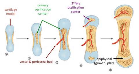 ความหมายของ ossification
