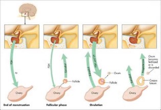ความหมายของ ovulation