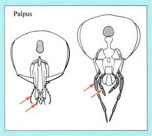 opredelitev palpus