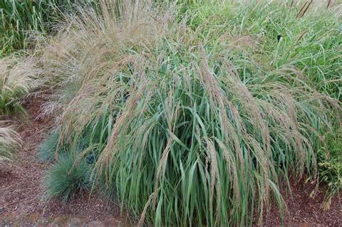 panicum 定義