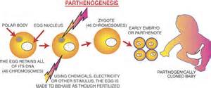 definizzjoni ta parthenogeneses