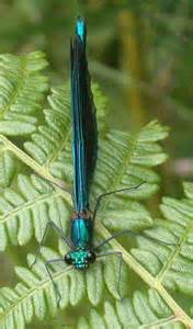 definisyon nan phonogrammic