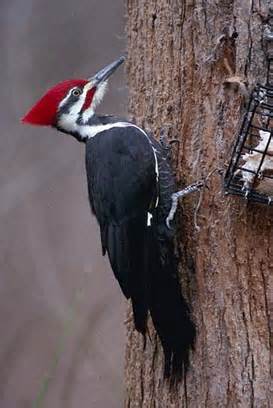 Definice pileated