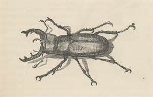 opredelitev pinchbug