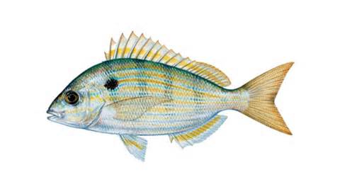 Definice pinfish