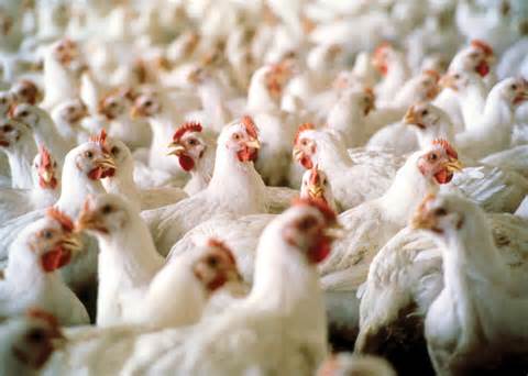 definizzjoni ta poultrychickens