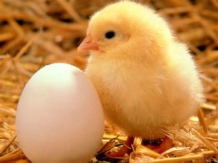 definizzjoni ta poultrychickens