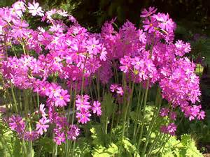 primulas 定義