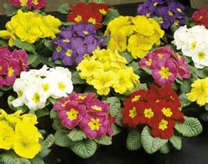 primulas 定義