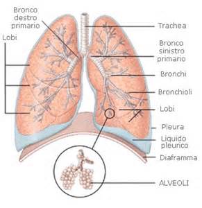 Definitions of pyolmoe