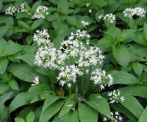 definição de ramsons