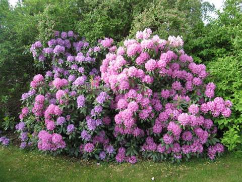 définition de rhododendrons